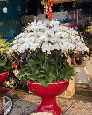 Shop Hoa Tươi Thị Trấn Phú Long, Hàm Thuận Bắc, Bình Thuận